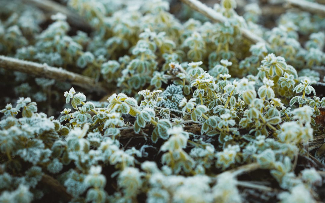 Welke planten kun je ook in de winter nog planten?