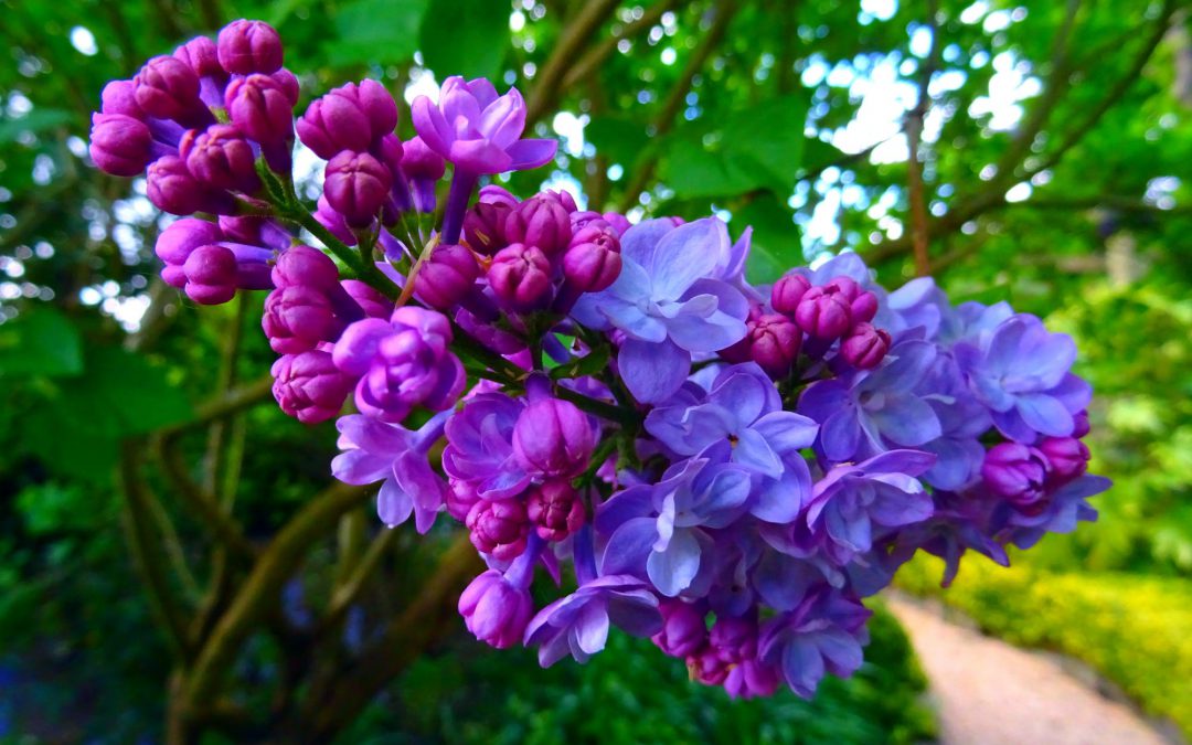 Tuin winterklaar maken hoe doe je dat?