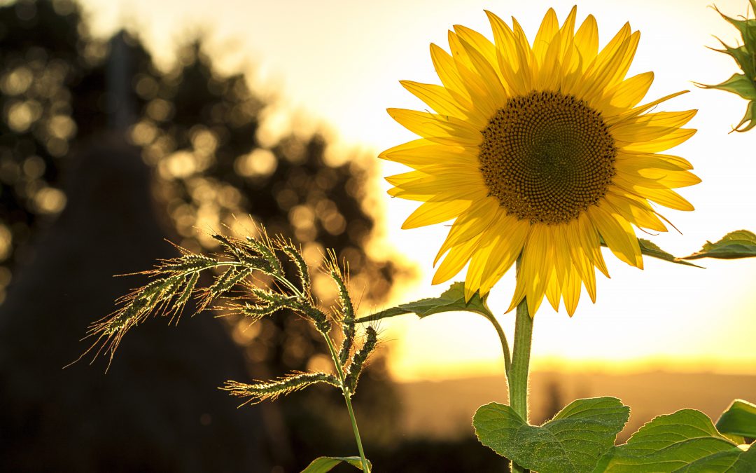 Zo geniet je optimaal van je tuin in de zomer!