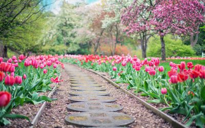 Tuinaanleg Delft: creëer de tuin van je dromen